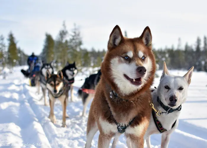 Hébergement de vacances Wolf Lakeside Lapland *